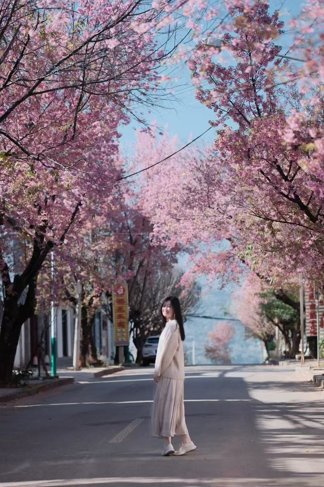 云南大理樱花街道